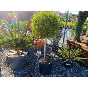 Vtáčí zob vždyzelený (Ligustrum Jonandrum) - výška 80-90 cm, kont. C18L (-18°C) - NA KMIENKU